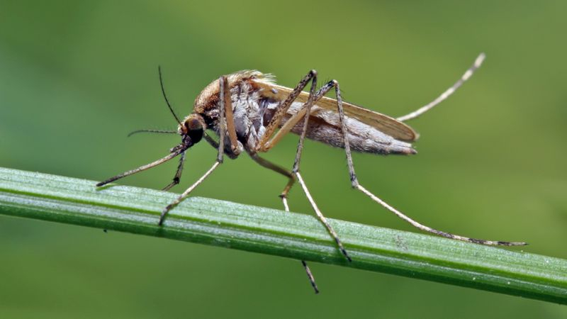 Dịch vụ diệt muỗi tại nhà an toàn, chuyên nghiệp của Biox