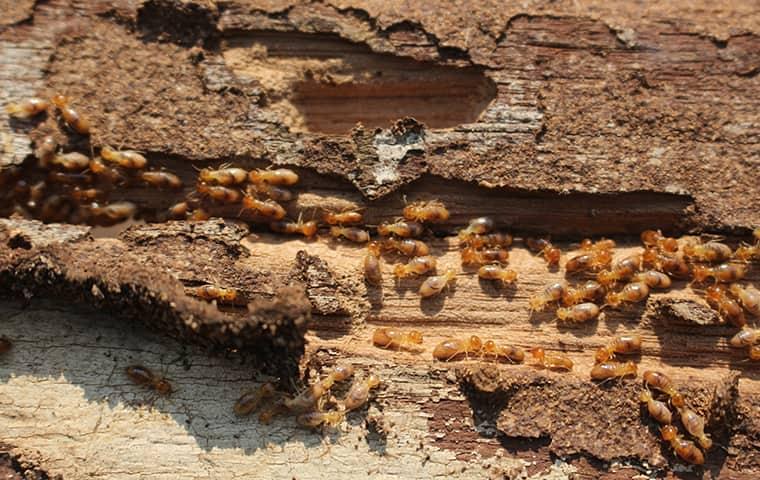 Tại sao nên sử dụng dịch vụ chống mối tại Hà Nội của BioX