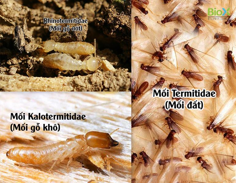 Các loại mối gây hại đến nhà ở, công trình