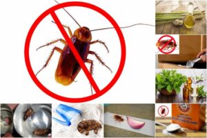 Top 8 cách diệt gián tại nhà đơn giản, hiệu quả nhất