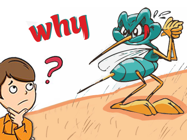 Tại sao muỗi thích hút máu? Câu trả lời khiến bạn ngạc nhiên