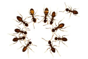 7 bí mật giúp bạn diệt kiến tại nhà dễ dàng