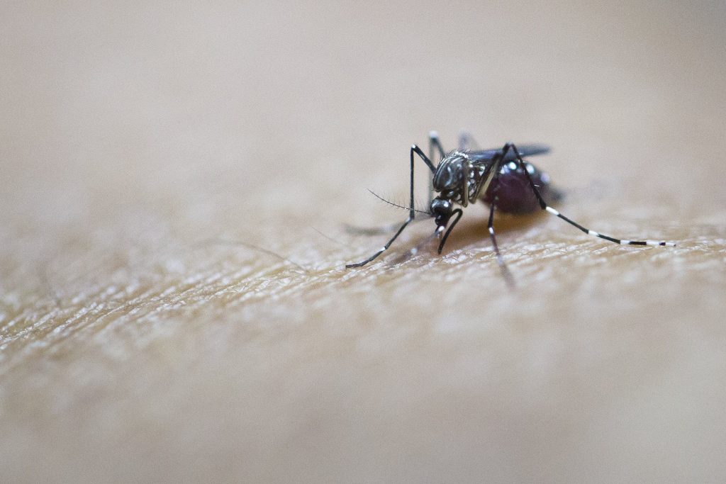 mosquito-pocalypse-invades-north-carolina-town-after-hurricane-florence-1024x683-1