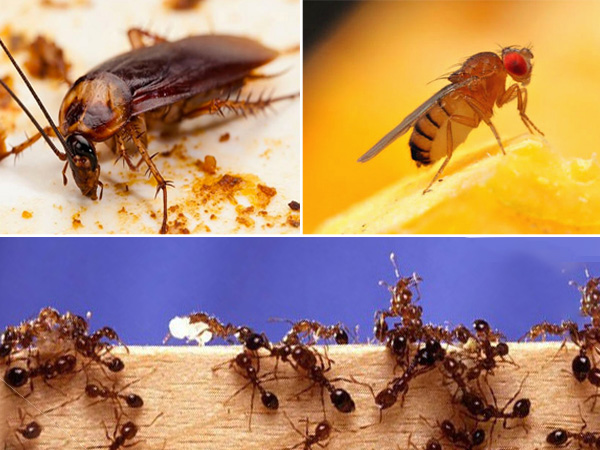 Các loại côn trùng trong nhà tắm và cách phòng chống