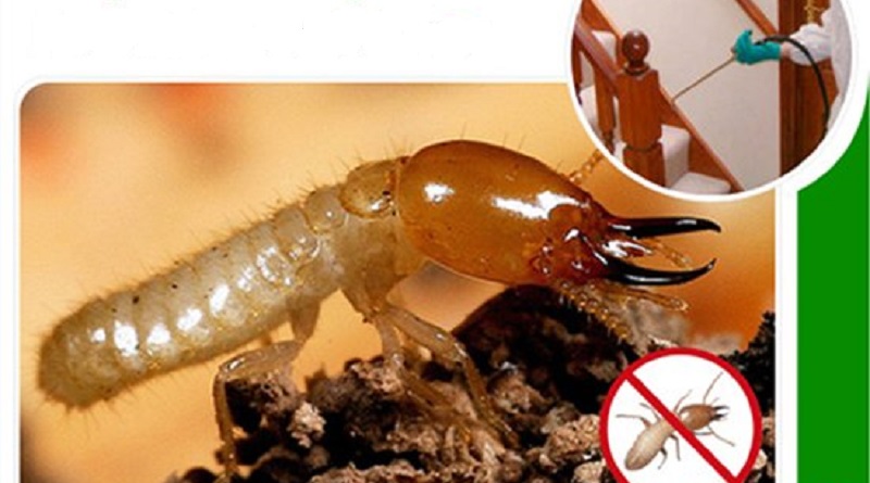 Cách diệt mối bằng cồn đơn giản, hiệu quả nhất