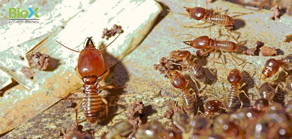 Truy tìm dịch vụ diệt mối mọt uy tín, chất lượng hàng đầu hiện nay