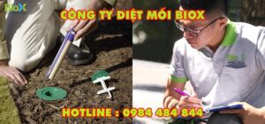Công ty diệt mối tận gốc Tại Hà Nội Biox