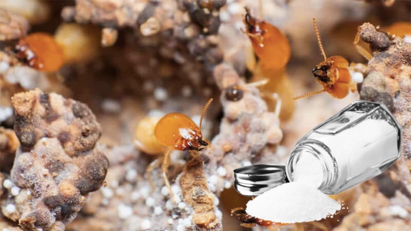 Hướng dẫn cách diệt mối bằng hàn the đơn giản, hiệu quả